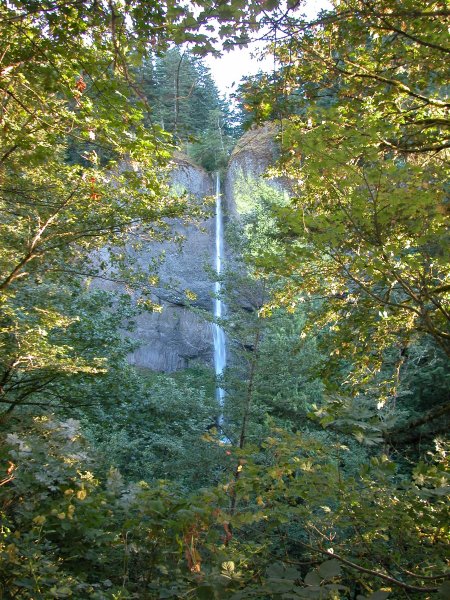 Latourell Falls through the trees in the evening